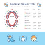 eruption and exfoliation chart of primary teeth to show parents when baby teeth fall out