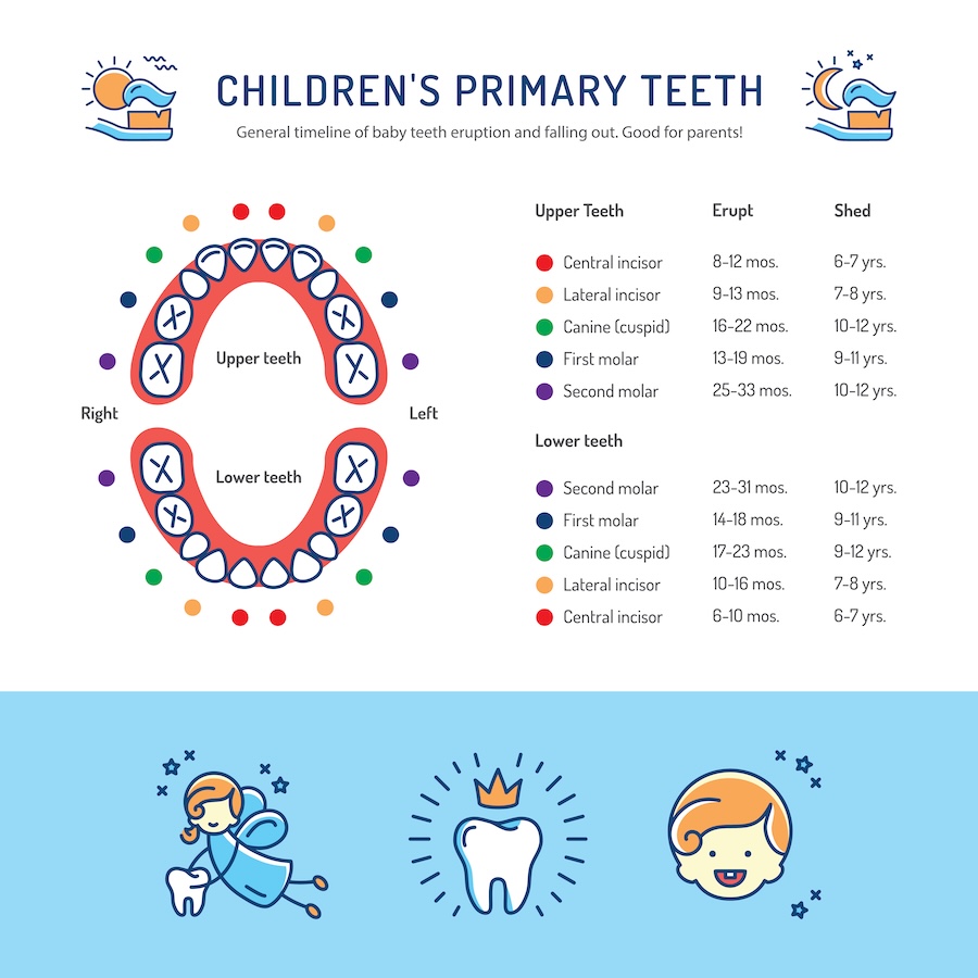 eruption and exfoliation chart of primary teeth to show parents when baby teeth fall out