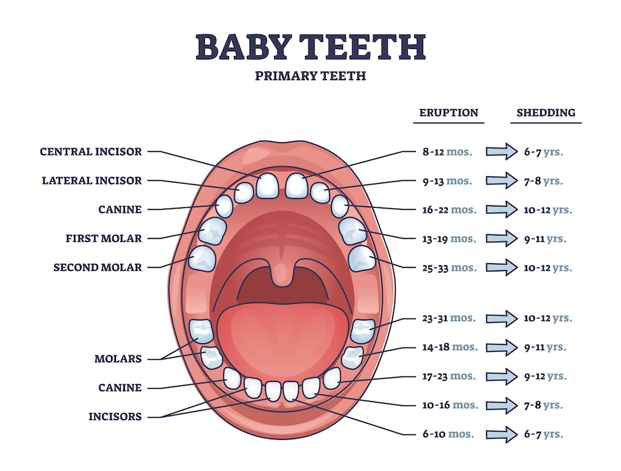 baby teeth